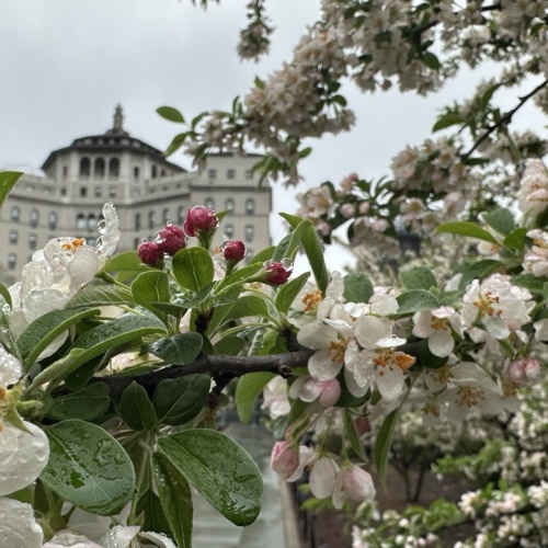 Cerisiers en fleurs &agrave; New York