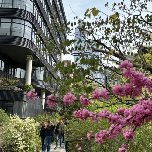 Cerisiers en fleurs &agrave; New York