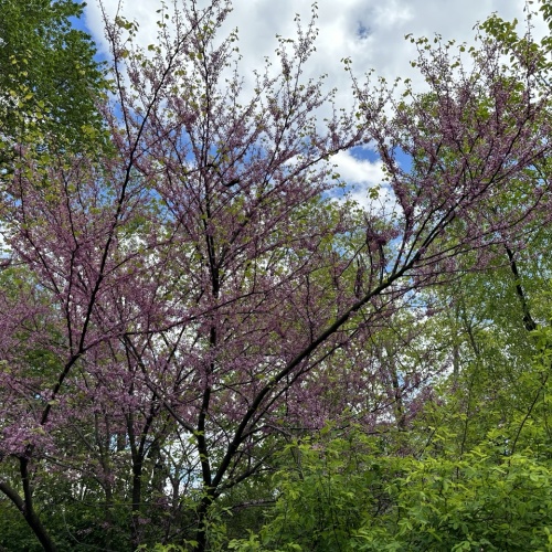 Cerisiers en fleurs &agrave; New York