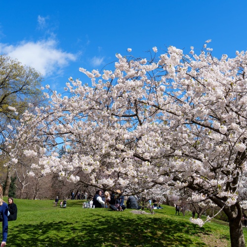 Cerisiers en fleurs &agrave; New York