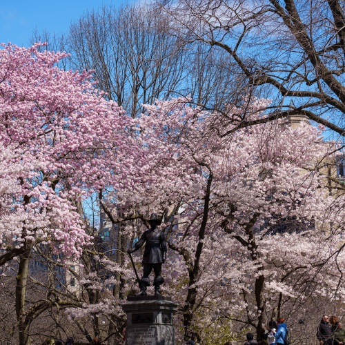 Cerisiers en fleurs &agrave; New York