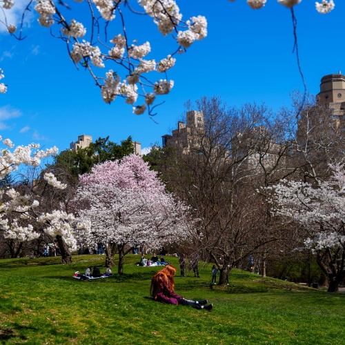 Cerisiers en fleurs &agrave; New York