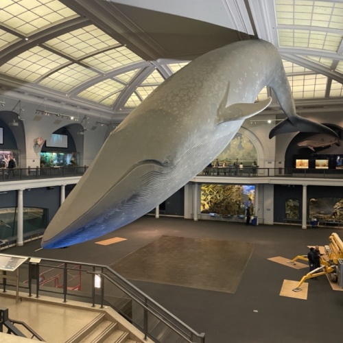 La grande baleine - Musée d'Histoire Naturelle de New York