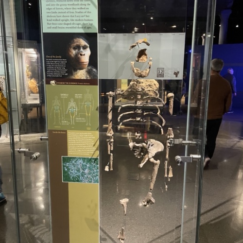 Squelette de Lucy - Musée d'Histoire Naturelle de New York