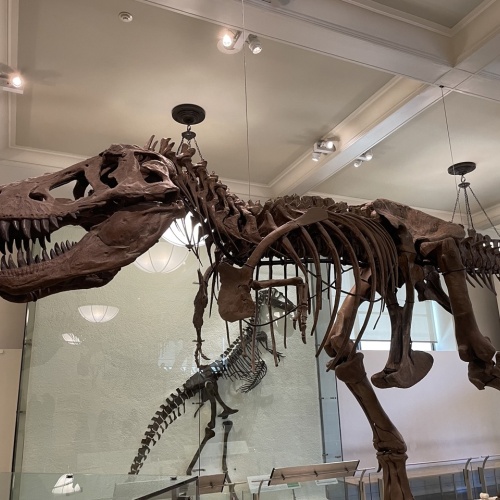 Squelette de T-Rex - Musée d'Histoire Naturelle de New York
