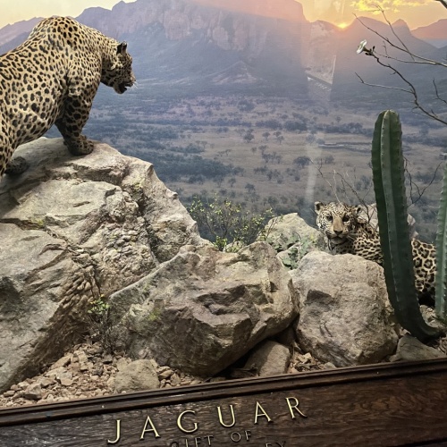 Diorama des Jaguars - Musée d'Histoire Naturelle de New York