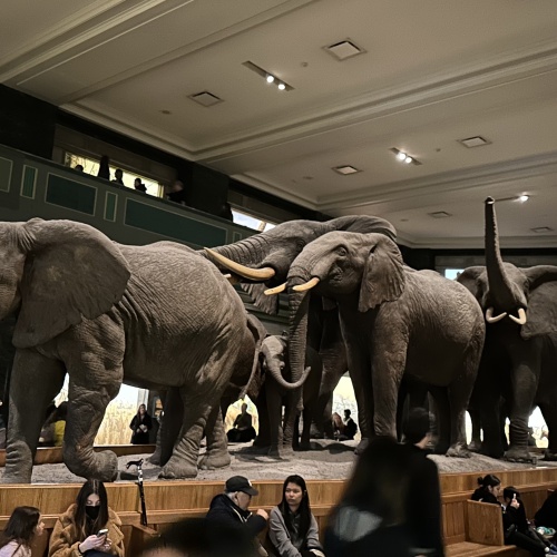 Hall des mammif&egrave;res africains - Mus&eacute;e d'Histoire Naturelle de New York