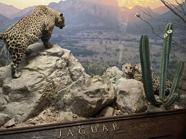 Diorama de Jaguar Musée d'Histoire Naturelle de New York