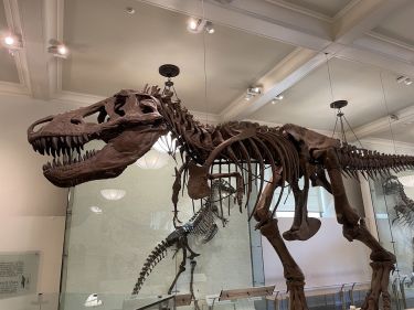 Dinosaures au Musée d'Histoire Naturelle de New York