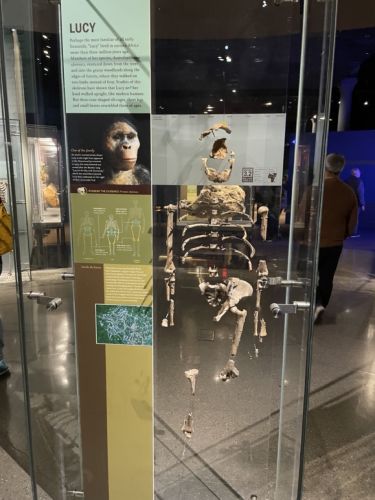 Lucy - Musée d'Histoire Naturelle de New York