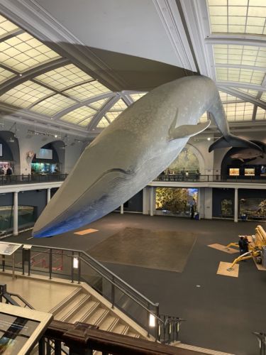 Baleine - Musée d'Histoire Naturelle de New York