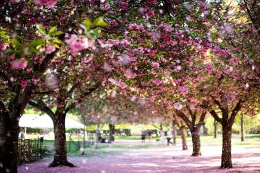 Les cerisiers de Central Park au printemps