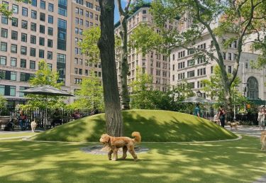 Jemmy's dog run, le premier dog park de New York