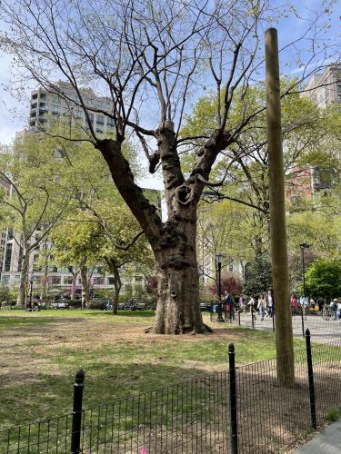 James Madison's red oak. Le chêne rouge de James Madison