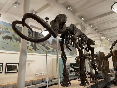 Squelette de Mammouth, Musée d'Histoire Naturelle de New York