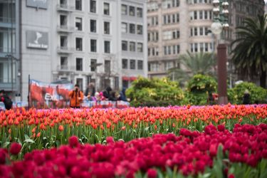 Tulip Day 2024 à New York