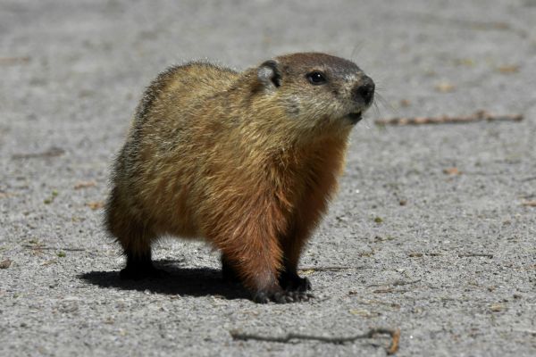 Le jour de la marmotte est aussi à New York