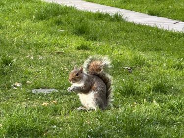 Un écureuil dans le parc à côté du Mémorial du 11 septembre